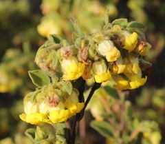 Hermannia salviifolia