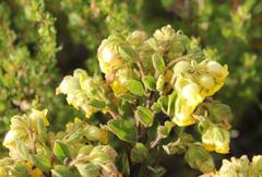 Hermannia salviifolia