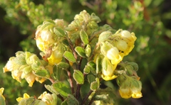 Hermannia salviifolia