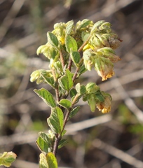 Hermannia salviifolia