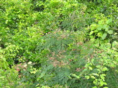 Pterolobium hexapetalum