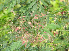 Pterolobium hexapetalum