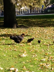 Gallus gallus domesticus