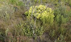 Pterocelastrus tricuspidatus