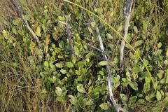 Pterocelastrus tricuspidatus