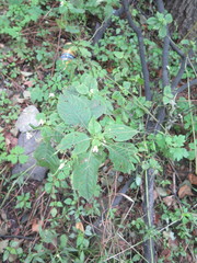 Impatiens parviflora