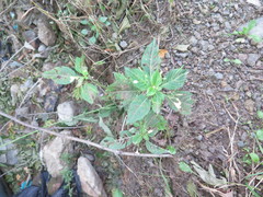 Impatiens parviflora