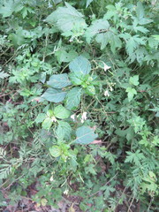 Impatiens parviflora