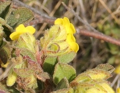 Hermannia salviifolia