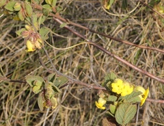 Hermannia salviifolia