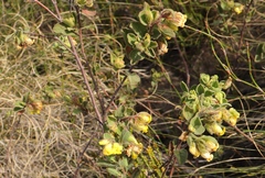 Hermannia salviifolia
