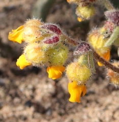 Hermannia decumbens