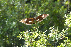 Hypolimnas bolina nerina