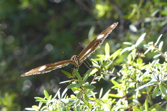 Hypolimnas bolina nerina