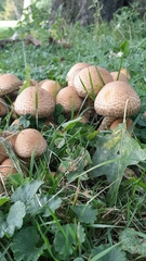 Lacrymaria echiniceps