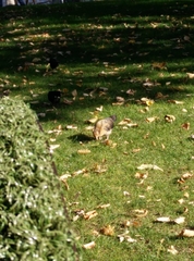 Gallus gallus domesticus