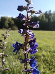 Delphinium retropilosum