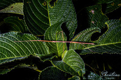 Clitumninae