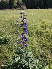 Delphinium retropilosum