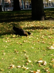 Gallus gallus domesticus