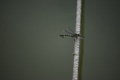 Sinictinogomphus clavatus