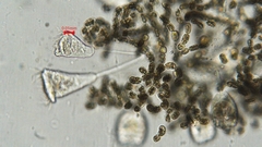 Dolichospermum