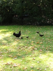 Gallus gallus domesticus