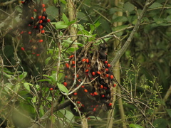 Erythrina rubrinervia