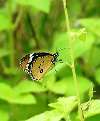 Danaus chrysippus