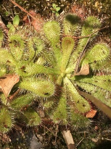 Natal Sundew
