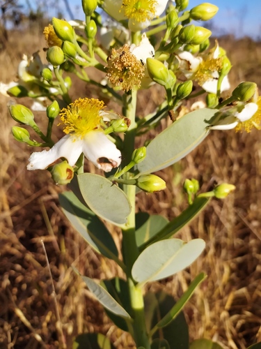 Kielmeyera corymbosa