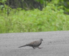 Streptopelia chinensis