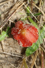 Hygrocybe conicoides