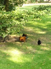 Gallus gallus domesticus