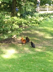 Gallus gallus domesticus