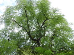 Moringa