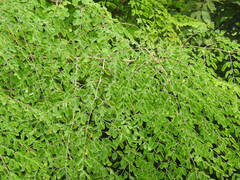 Moringa