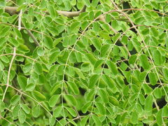 Moringa