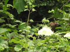 Hibiscus vitifolius