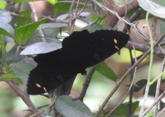 Erebus hieroglyphica