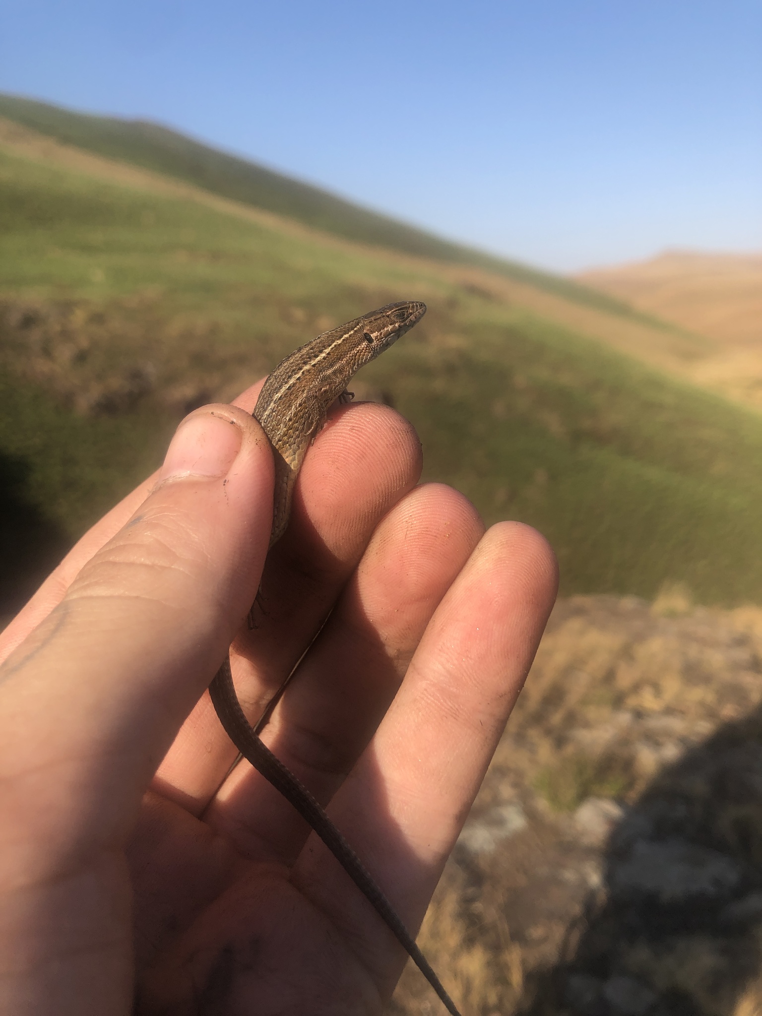 Species image