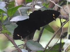 Erebus hieroglyphica