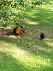 Gallus gallus domesticus