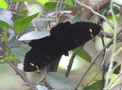 Erebus hieroglyphica