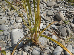 Cyperus glomeratus