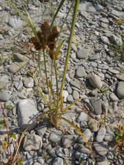 Cyperus glomeratus