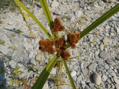 Cyperus glomeratus