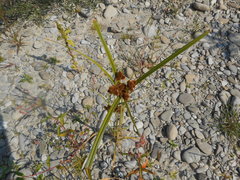 Cyperus glomeratus