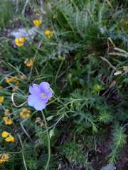Linum alpinum