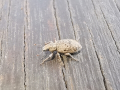 Cycloderes canescens